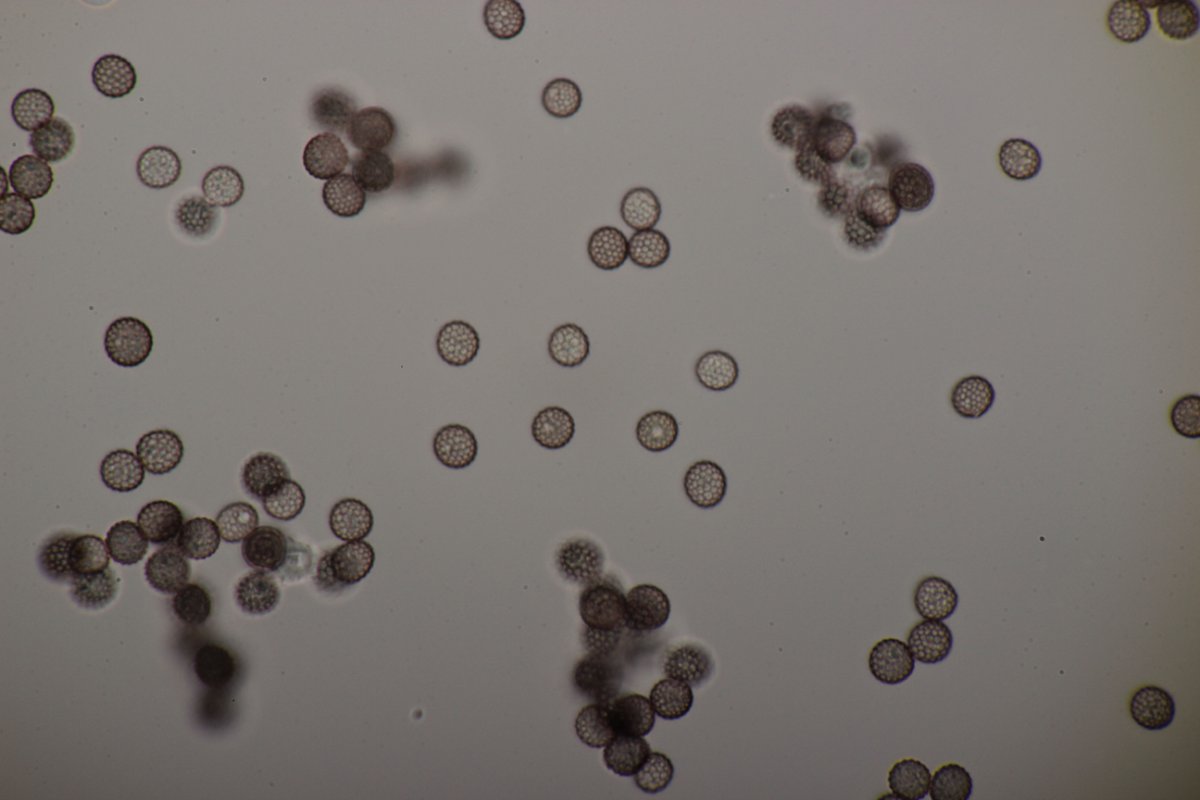 Stadtwald Duisburg-0060.jpg