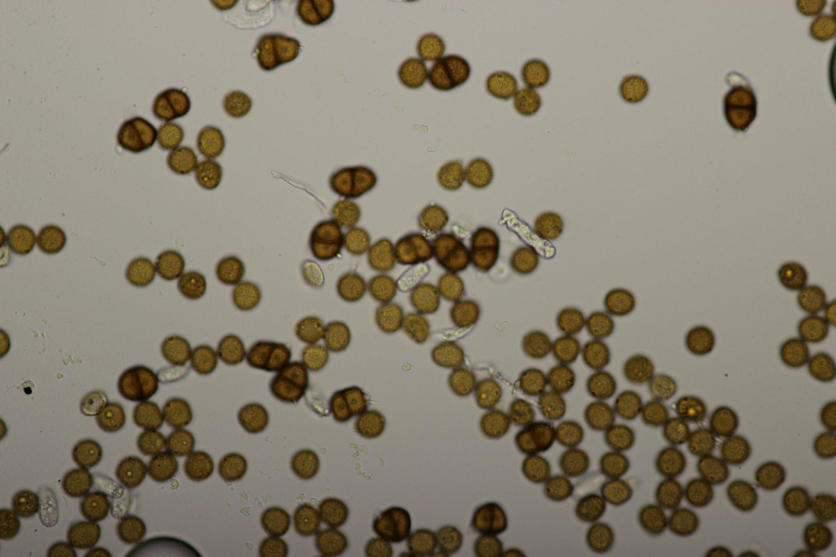 Stadtwald Duisburg-0070.jpg