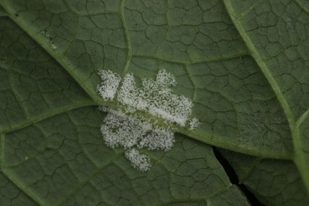 Stadtwald Duisburg-0026.jpg