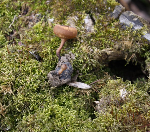 sclerotinia tuberosa3.jpg