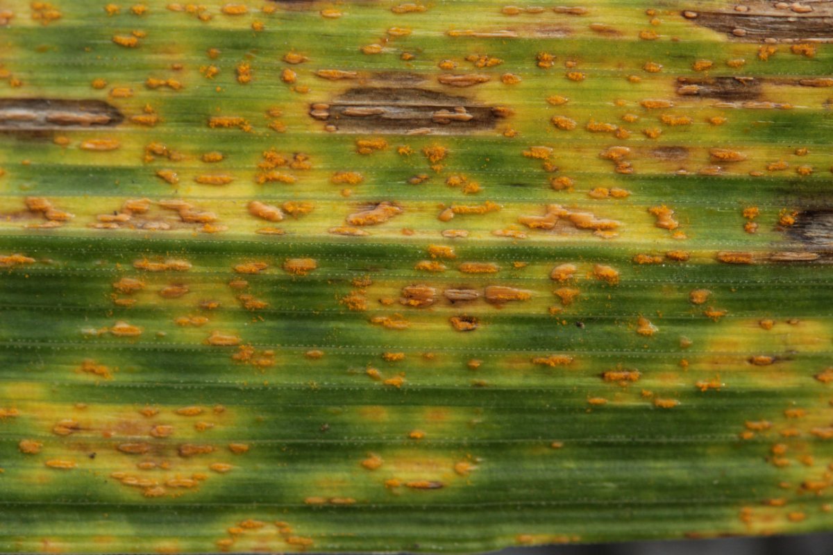 Stadtwald Duisburg-0018.jpg