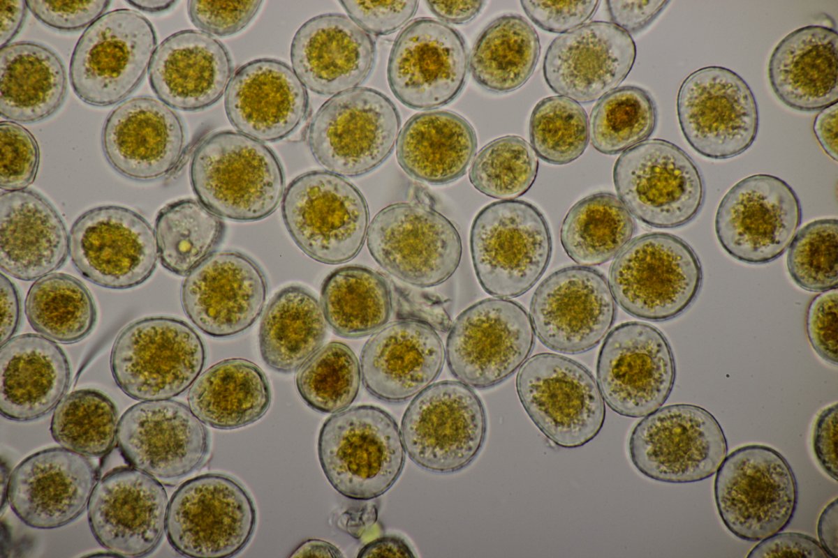 Stadtwald Duisburg-0097.jpg