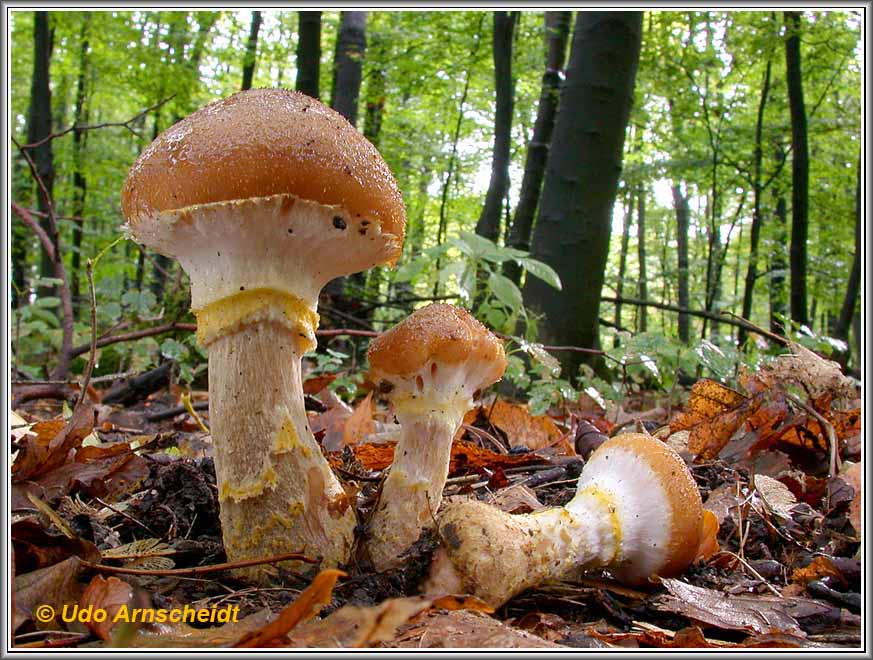 Armillaria gallica_WeiNo20070928_004.jpg