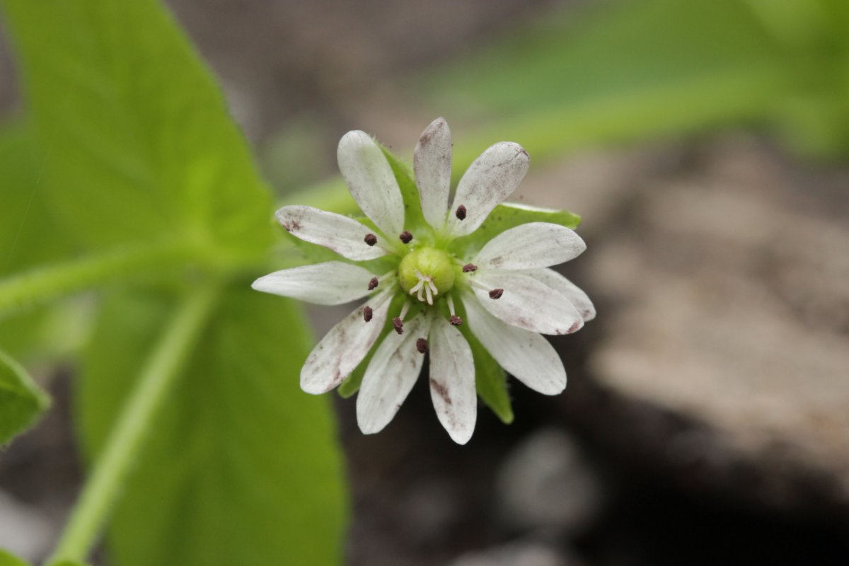 Stadtwald Duisburg-0041.jpg