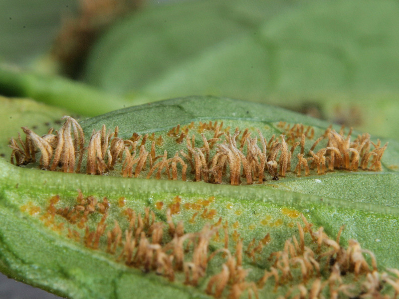 Cronartium_flaccidum_2.jpg