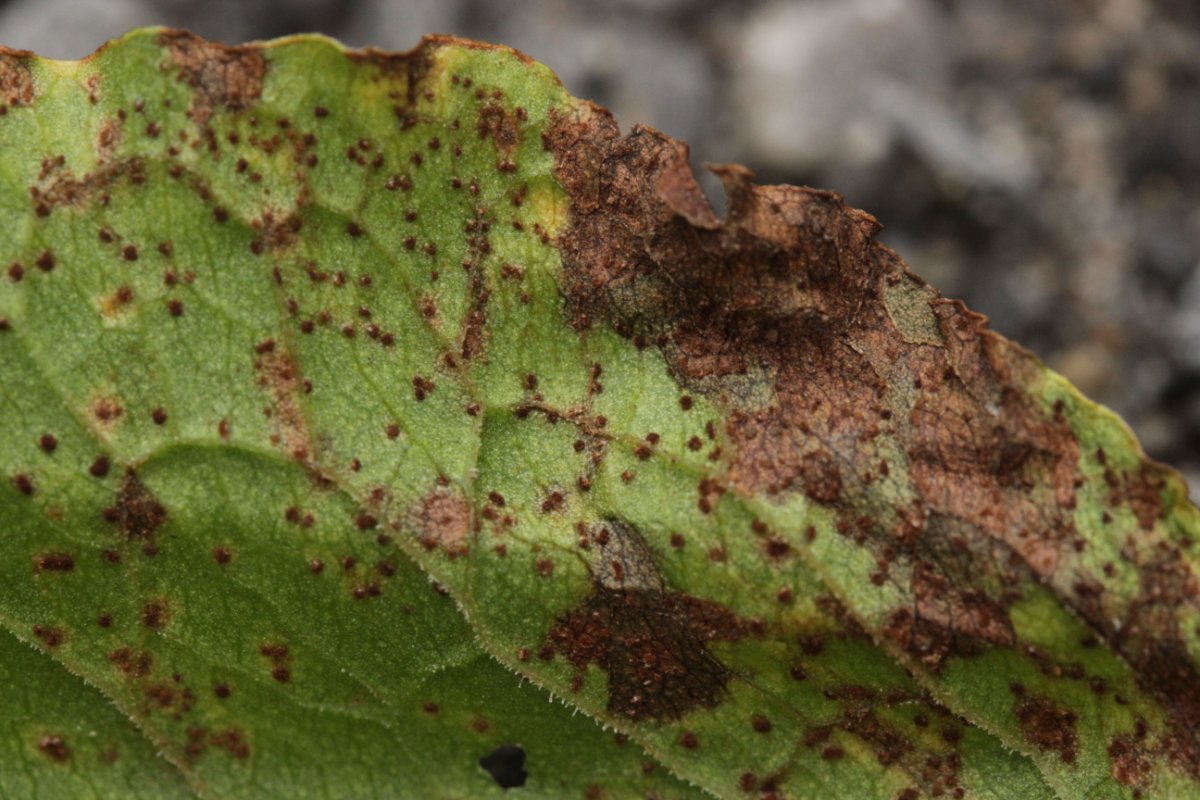 Stadtwald Duisburg-0048.jpg