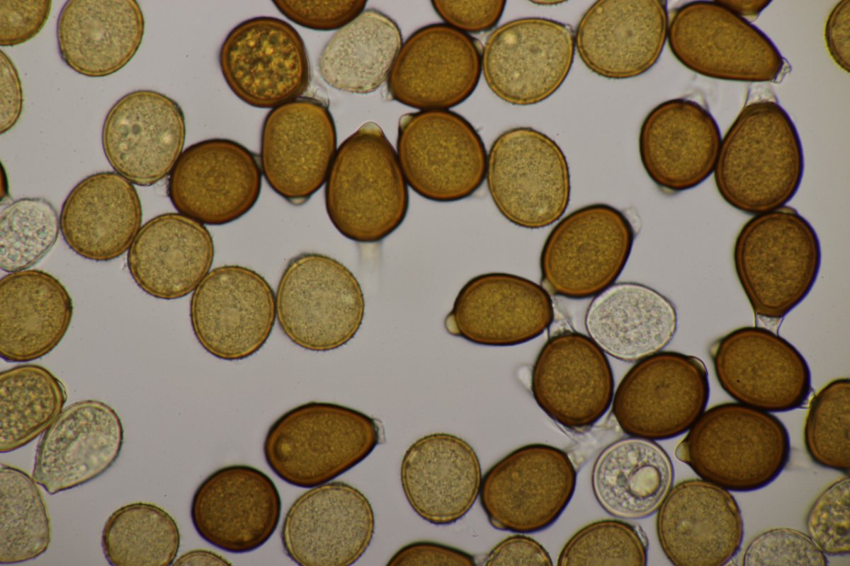 Stadtwald Duisburg-0087.jpg