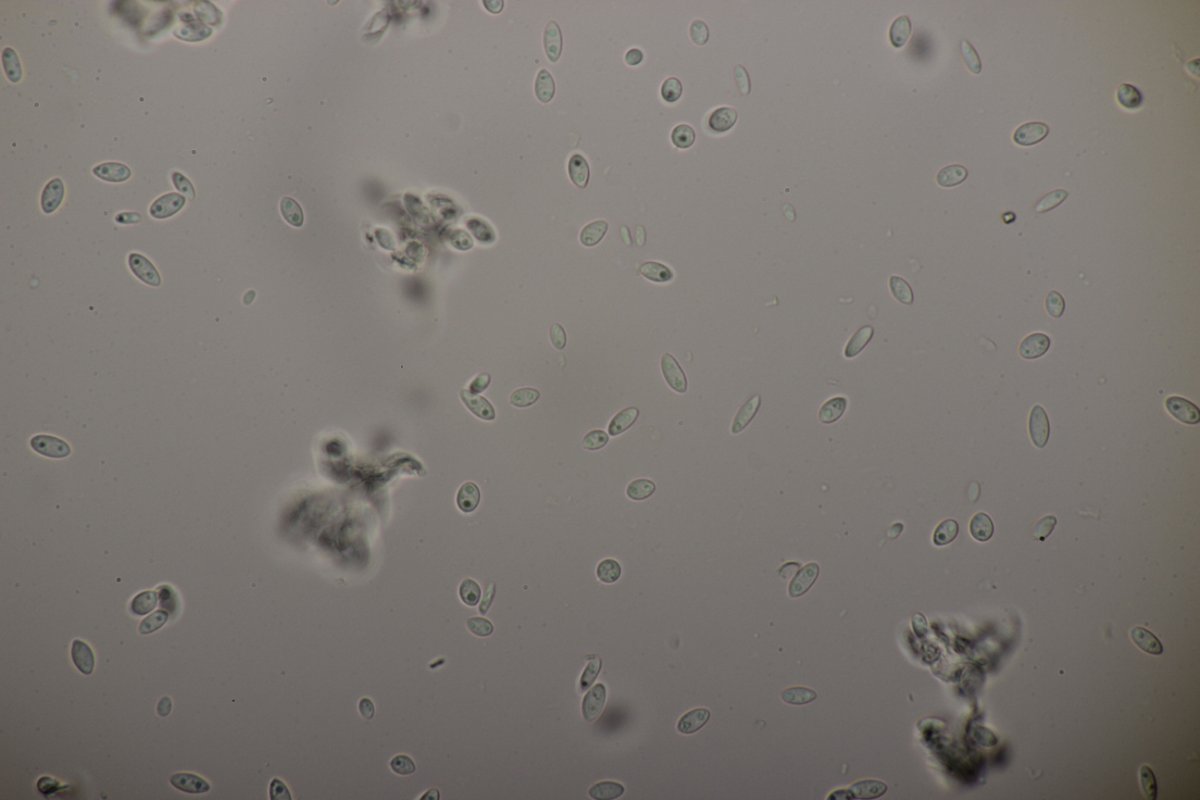 Stadtwald Duisburg-0062.jpg