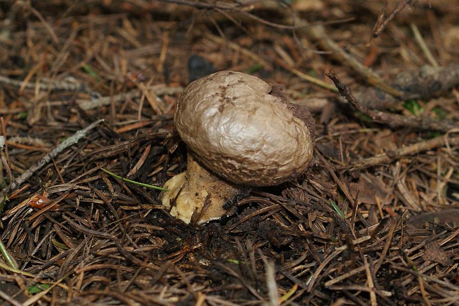 1. 2009-09-16 #9270-w Stielbovist.jpg