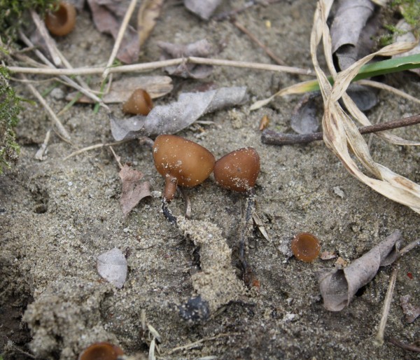 sclerotinia tuberosa4.jpg