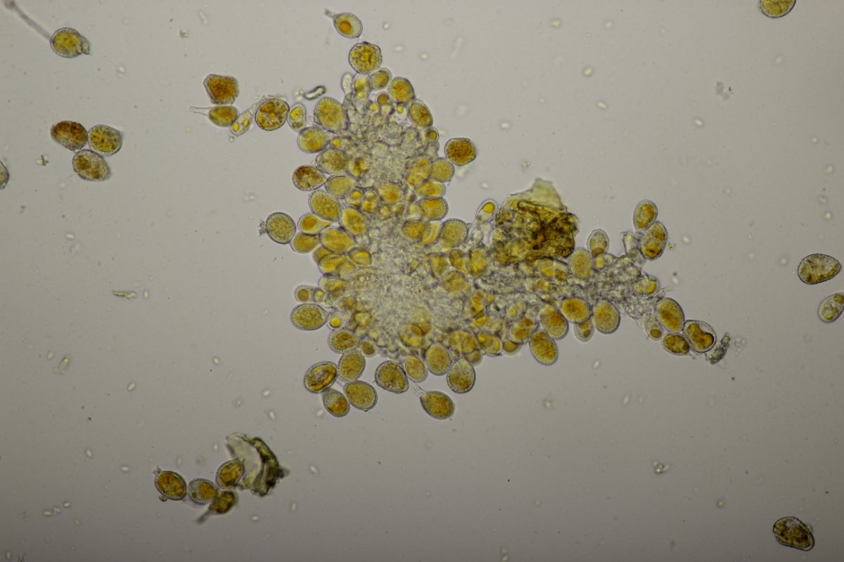 Köllnischer Wald-0079.jpg