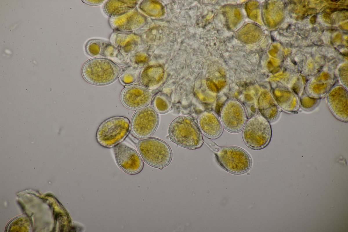 Köllnischer Wald-0081.jpg