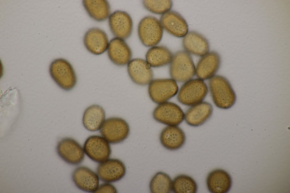 Köllnischer Wald-0078.jpg