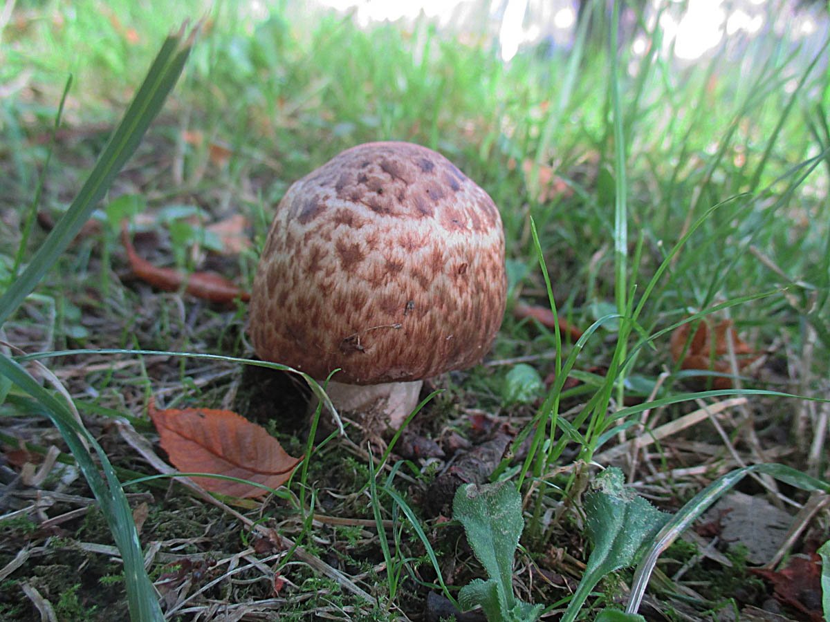 Agaricus fuscofibrillosus.jpg