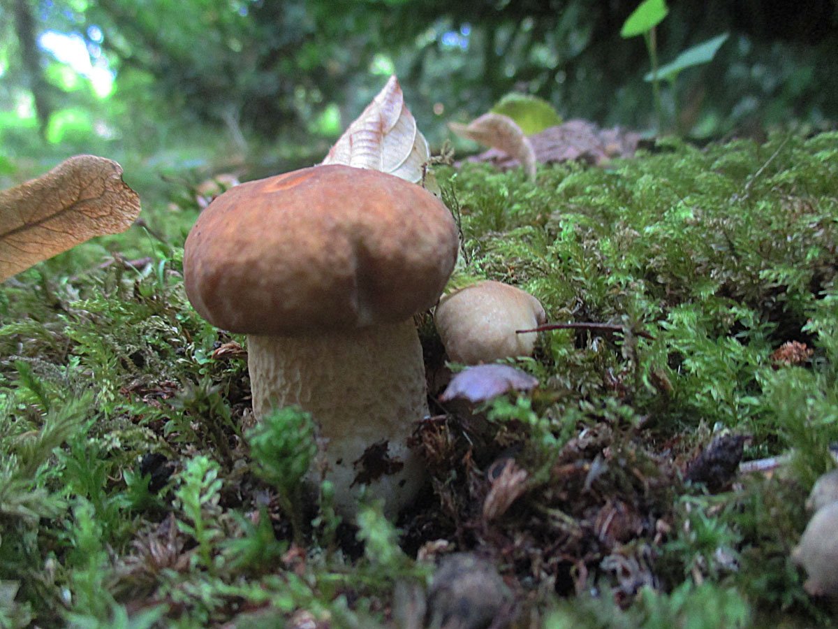 Boletus aestivalis.jpg