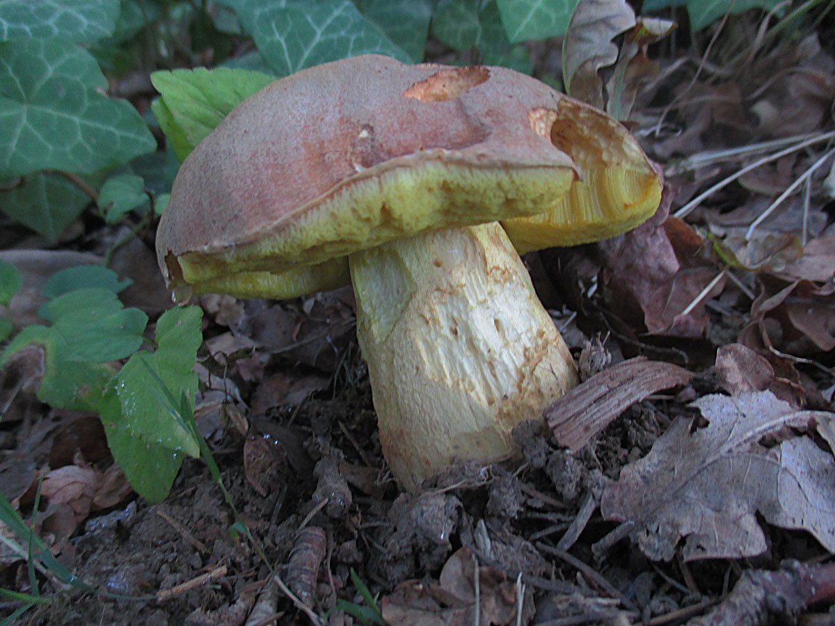 Hemileccinum impolitum.jpg