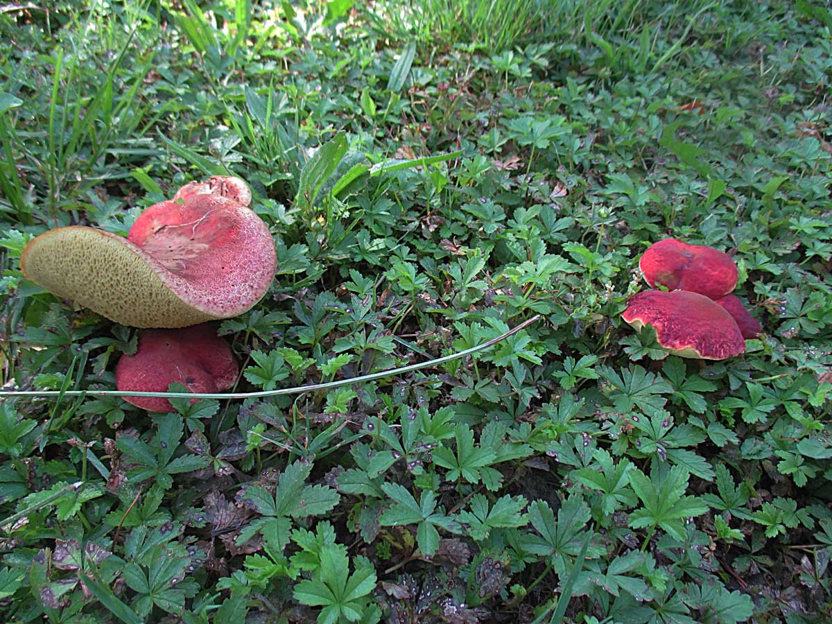 Hortiboletus rubellus.jpg