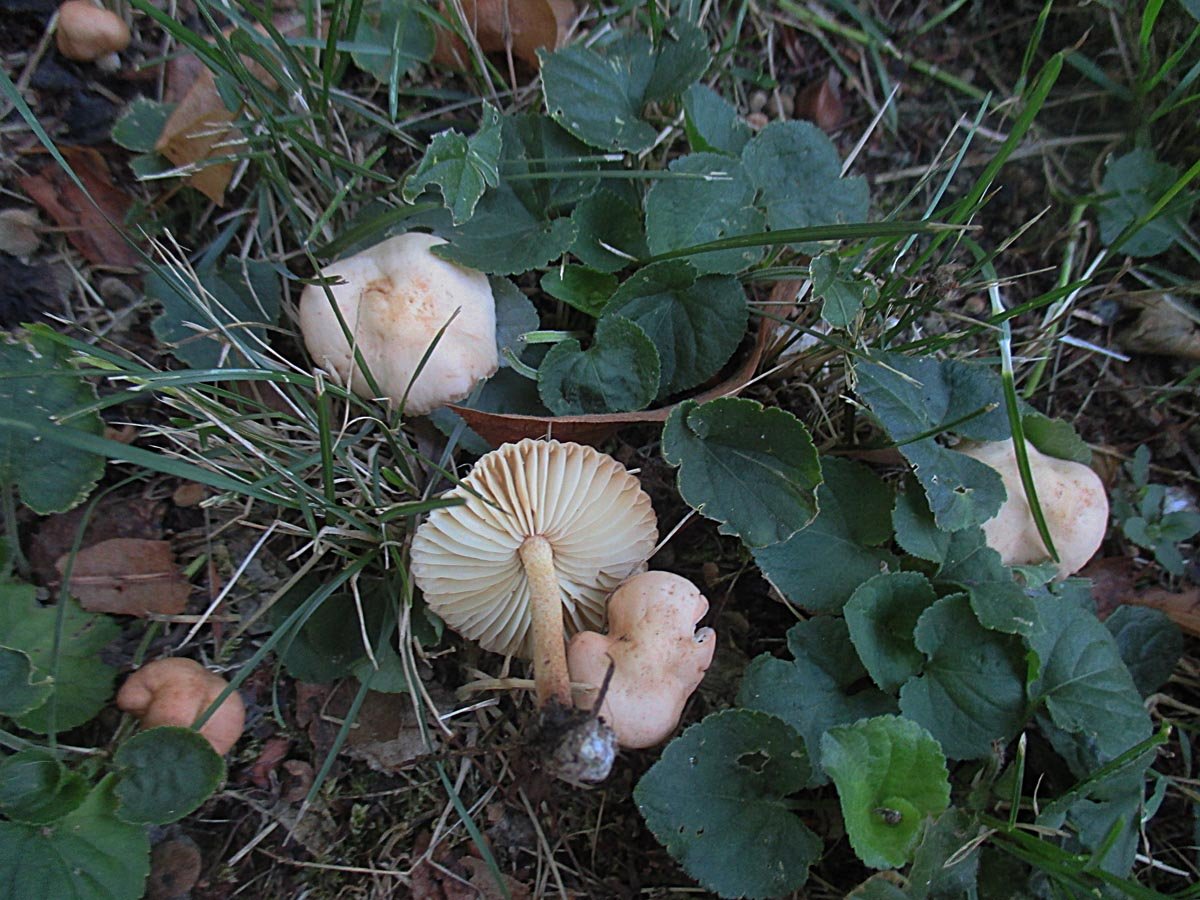 Marasmius oreades.jpg