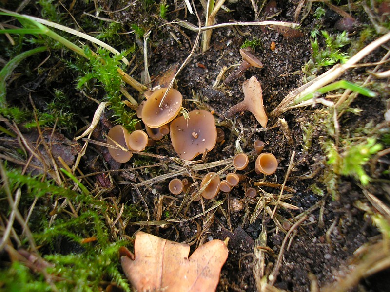 Ciboria batschiana.JPG