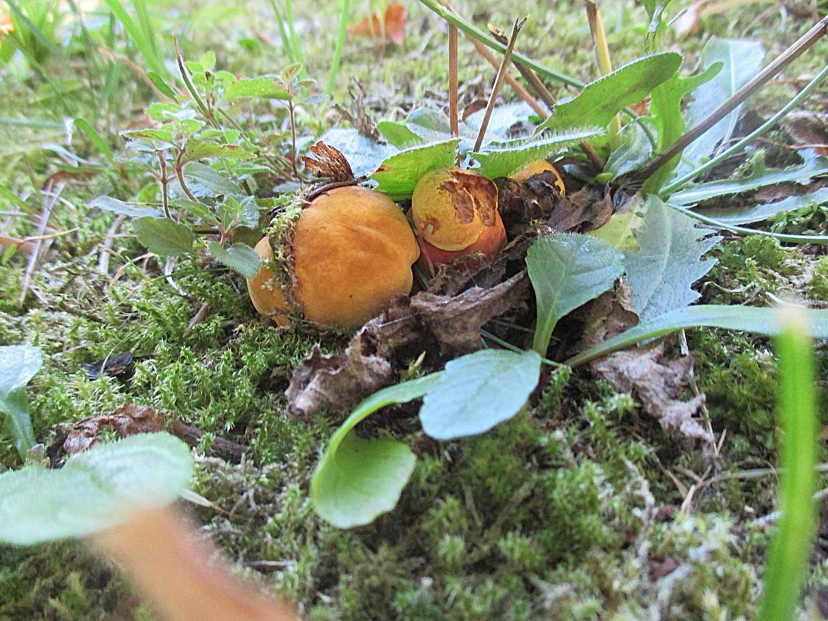 Neoboletus erythropus.jpg