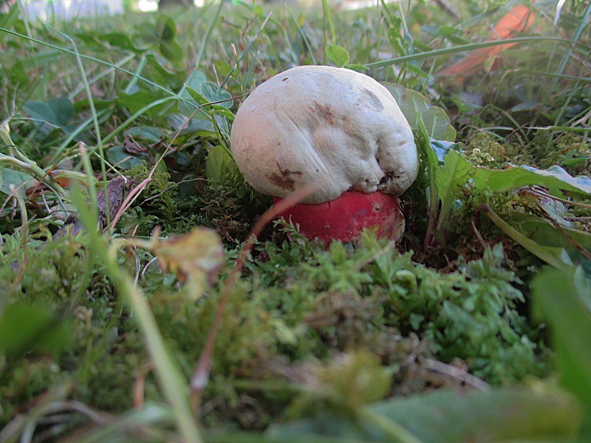 Rubroboletus satanas.jpg