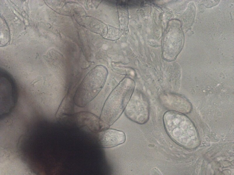 Phyto an Tobinambur b7.jpg