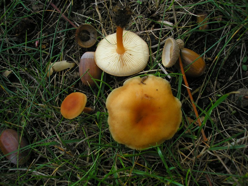Gymnopus dryophilus.JPG