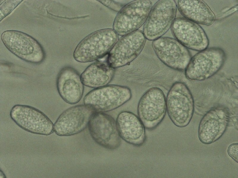 Phyto an Tobinambur 5.jpg