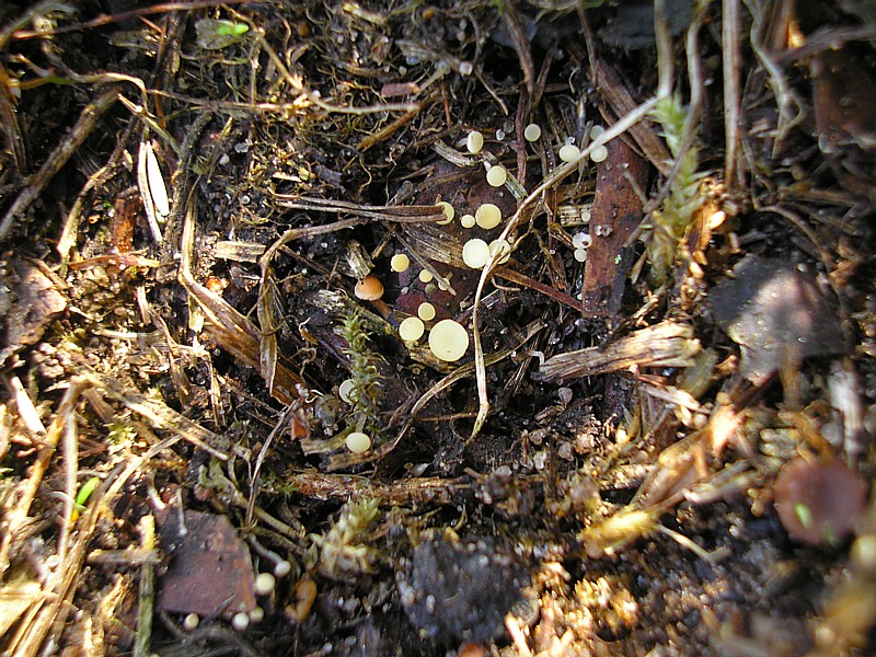 Hymenoscyphus fructigenus.JPG