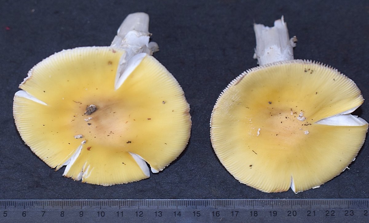 Amanita flavescens_01.JPG