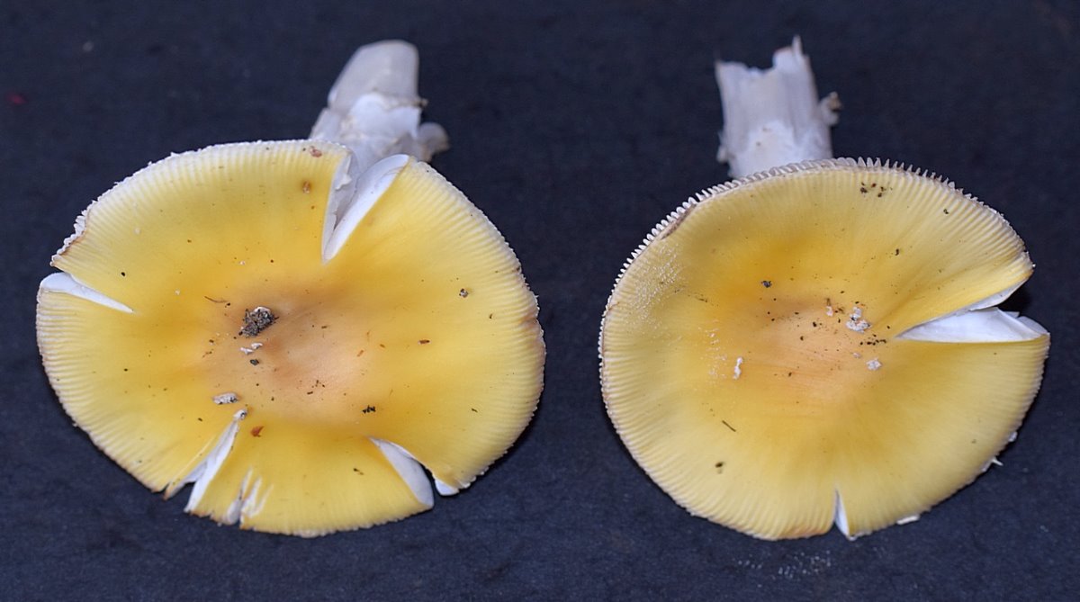 Amanita flavescens_02.JPG