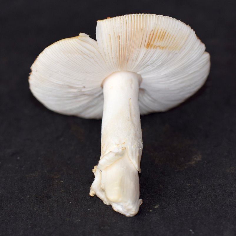 Amanita flavescens_04.JPG