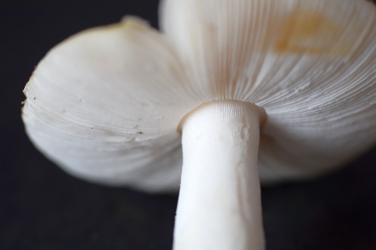 Amanita flavescens_05.JPG