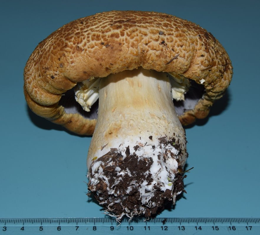 Stropharia_03.JPG