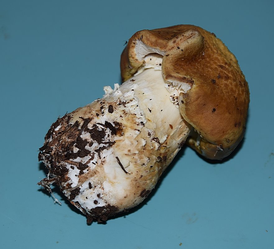 Stropharia_04.JPG