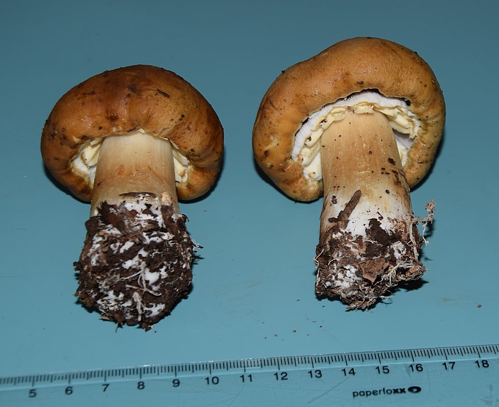 Stropharia_06.JPG