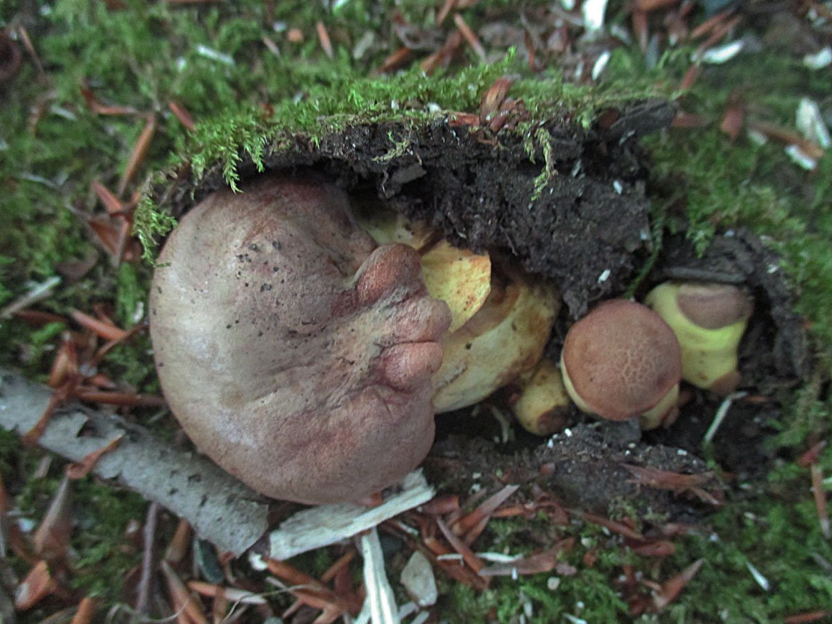 Butyriboletus appendiculatus.jpg