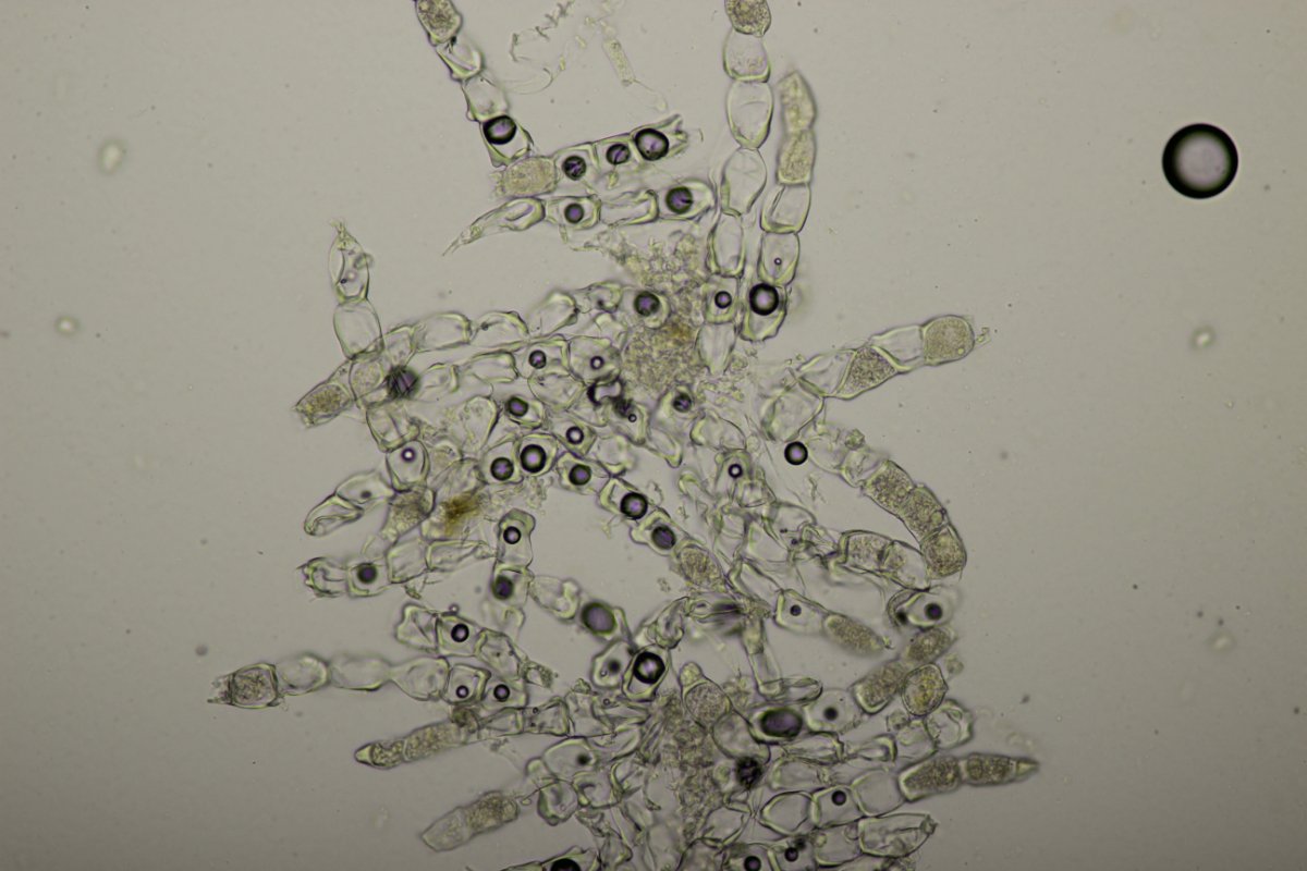 Stadtwald Duisburg-0021.jpg