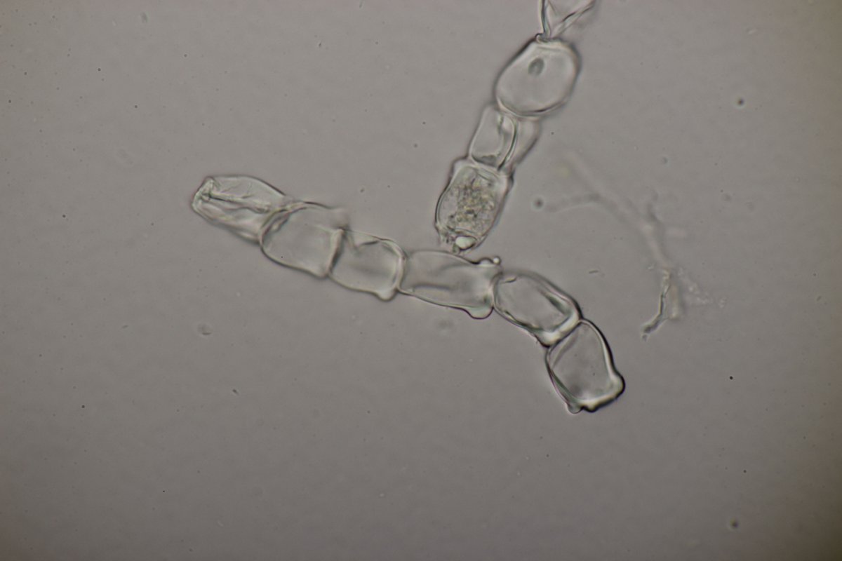 Stadtwald Duisburg-0023.jpg