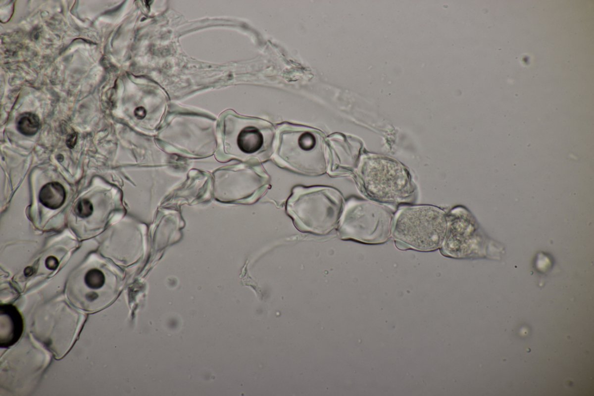 Stadtwald Duisburg-0024.jpg