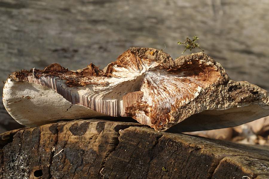 Breite Abbruchstelle