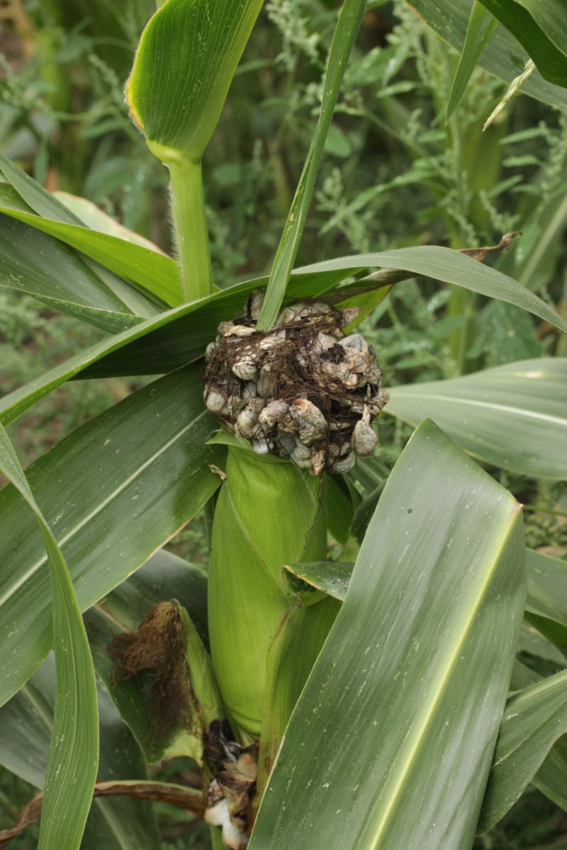 Effringhauser Schweiz-0013.jpg