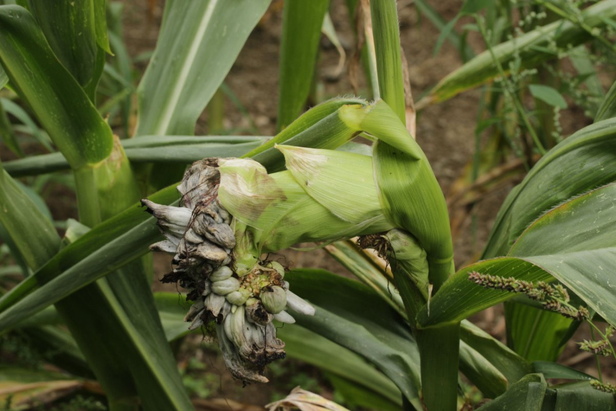 Effringhauser Schweiz-0014.jpg