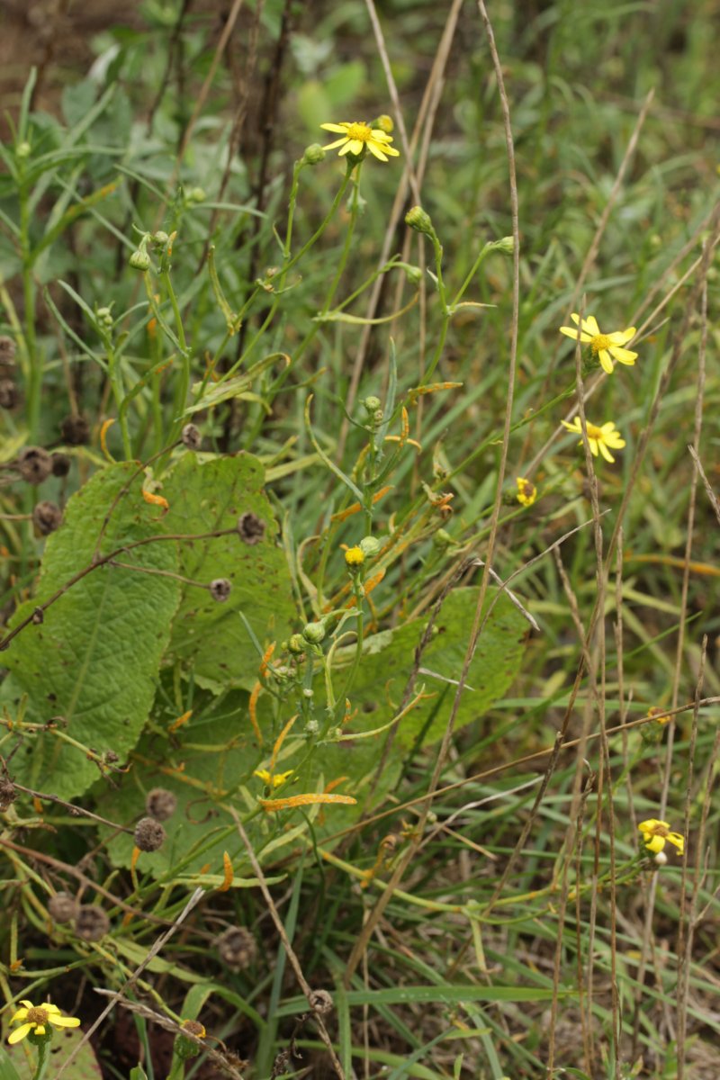 Effringhauser Schweiz-0015.jpg