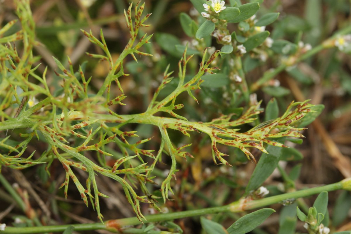 Effringhauser Schweiz-0019.jpg