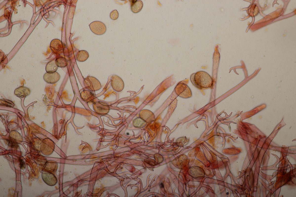 Effringhauser Schweiz-0024.jpg