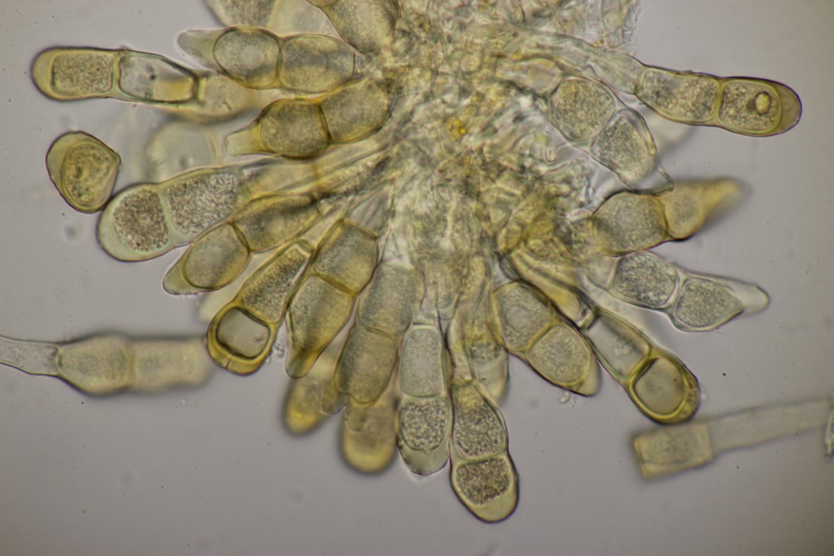 Effringhauser Schweiz-0031.jpg