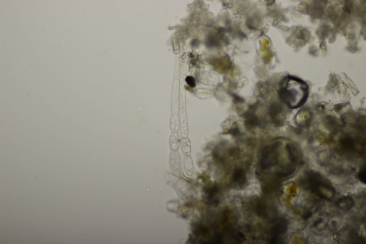 Effringhauser Schweiz-0033.jpg