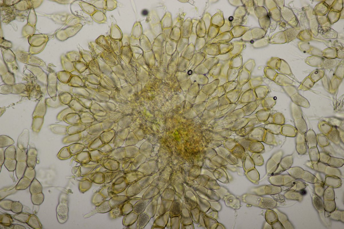 Effringhauser Schweiz-0041.jpg