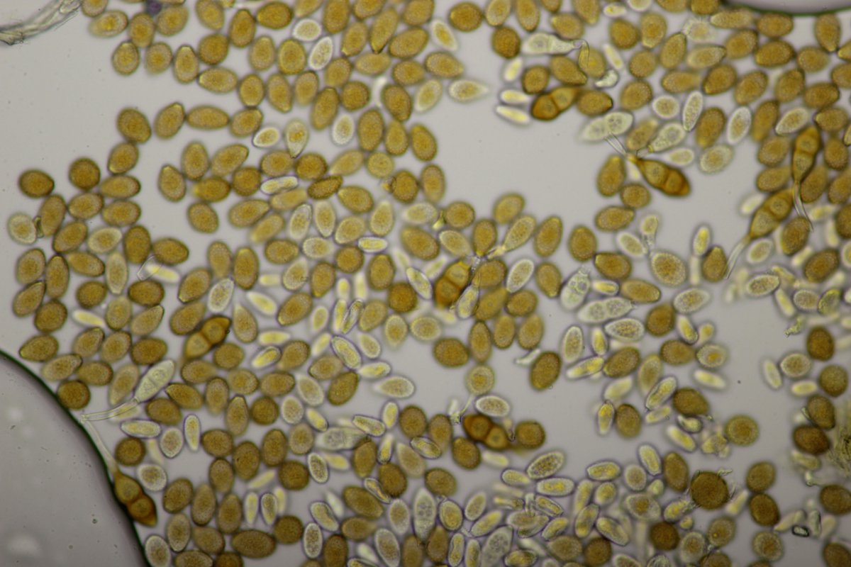 Effringhauser Schweiz-0044.jpg